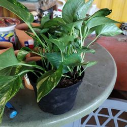 Golden Pothos Ivy 