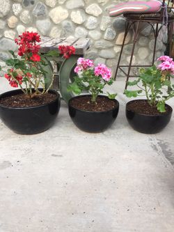 Potted Geraniums