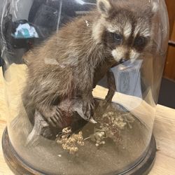 Antique Taxidermy Raccoon With Glass Dome