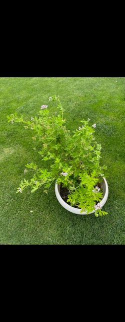 Moskito Shoo Geranium 