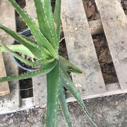 Aloe Vera