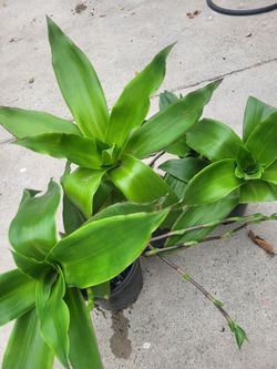Callisia Fragrans Plants Only $6 Each