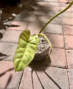Philodendron Paraiso Verde
