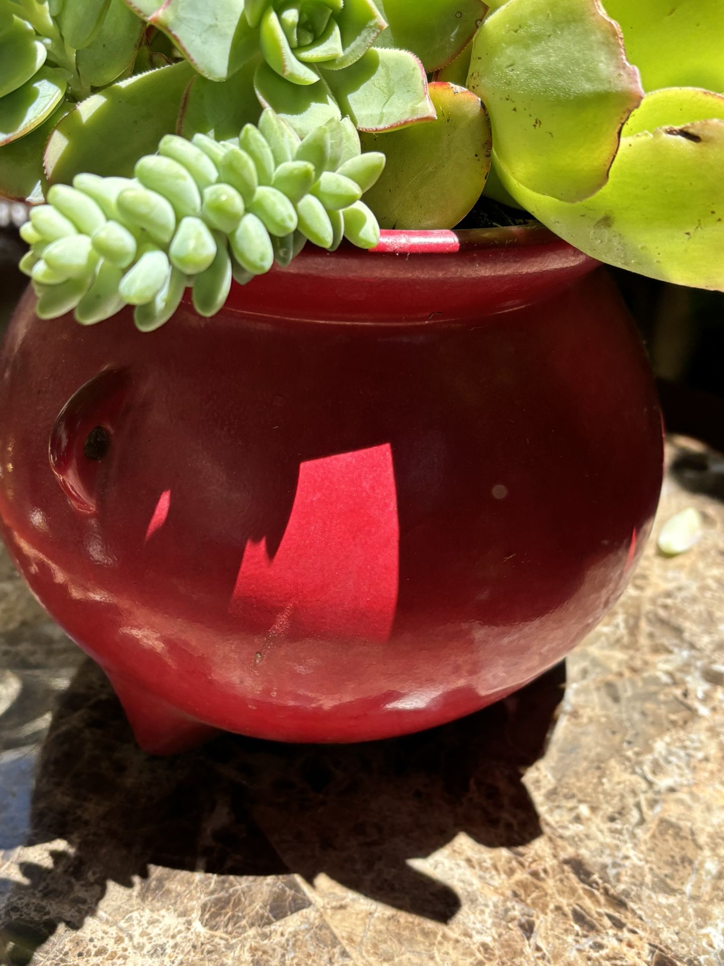 Red Vintage Pot W Succulents