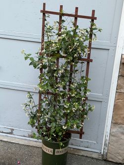 Huge Star Jasmine fragrant with trellis