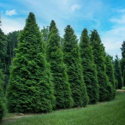 We Plant Evergreen & green Giant Trees