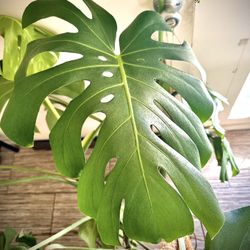 Large Monstera Deliciosa Plant - Mature Statement Plant