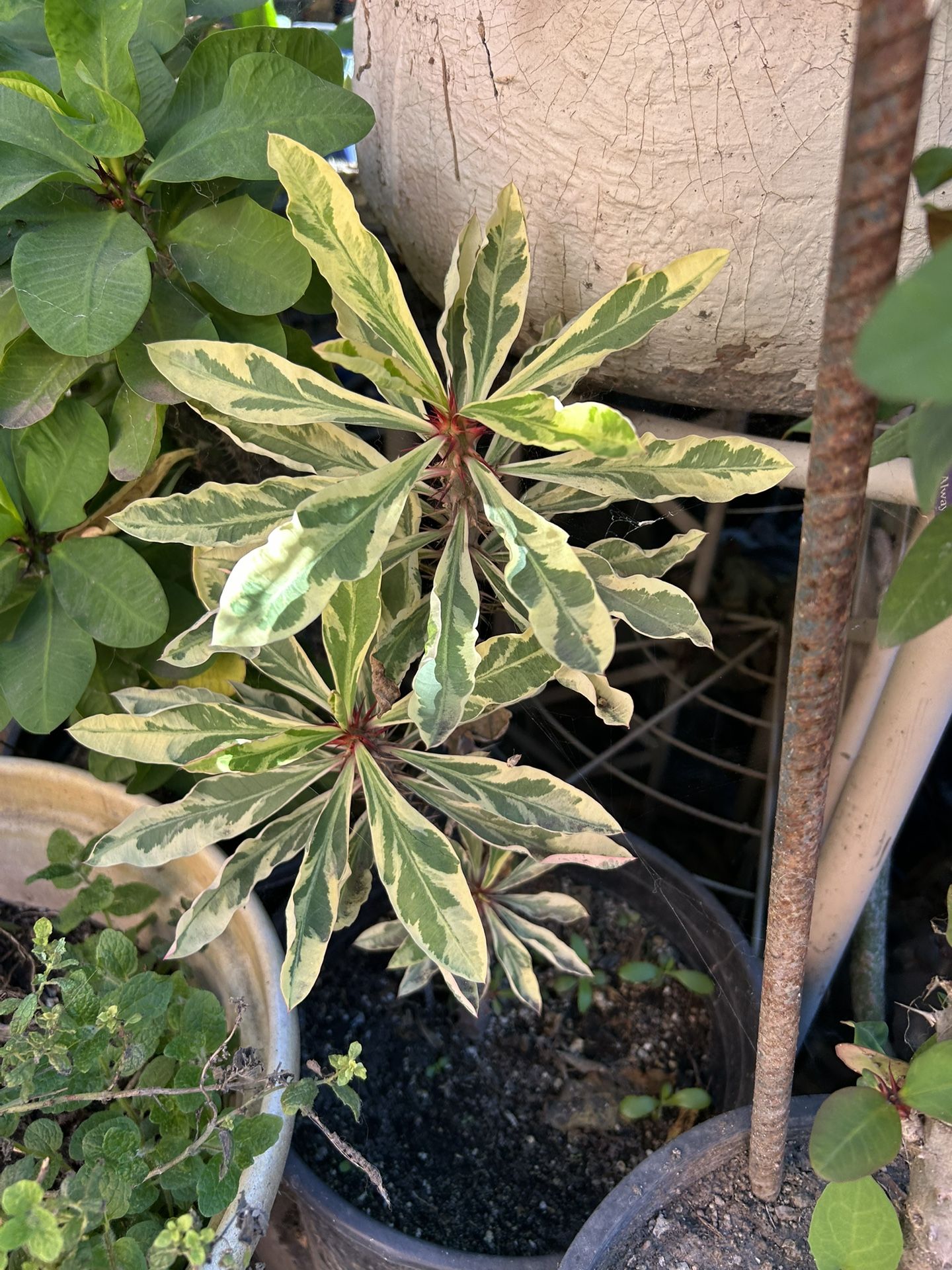 Corona De Espinas Roja