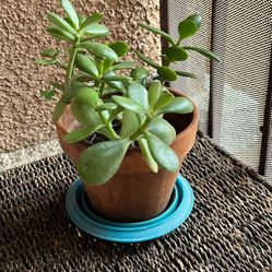 Love ❤️ Jade Plants. Clay Pot Diameter 6 Inch, Height 5 Inch 1/2
