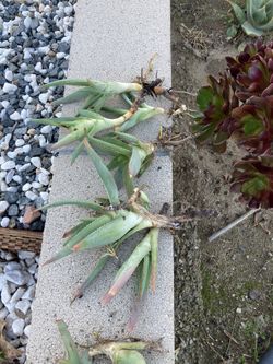 Succulent Cactus
