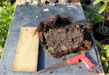 Pre cut wood board to mount orchids or Staghorn Ferns