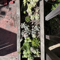 Assorted succulents in wooden planter