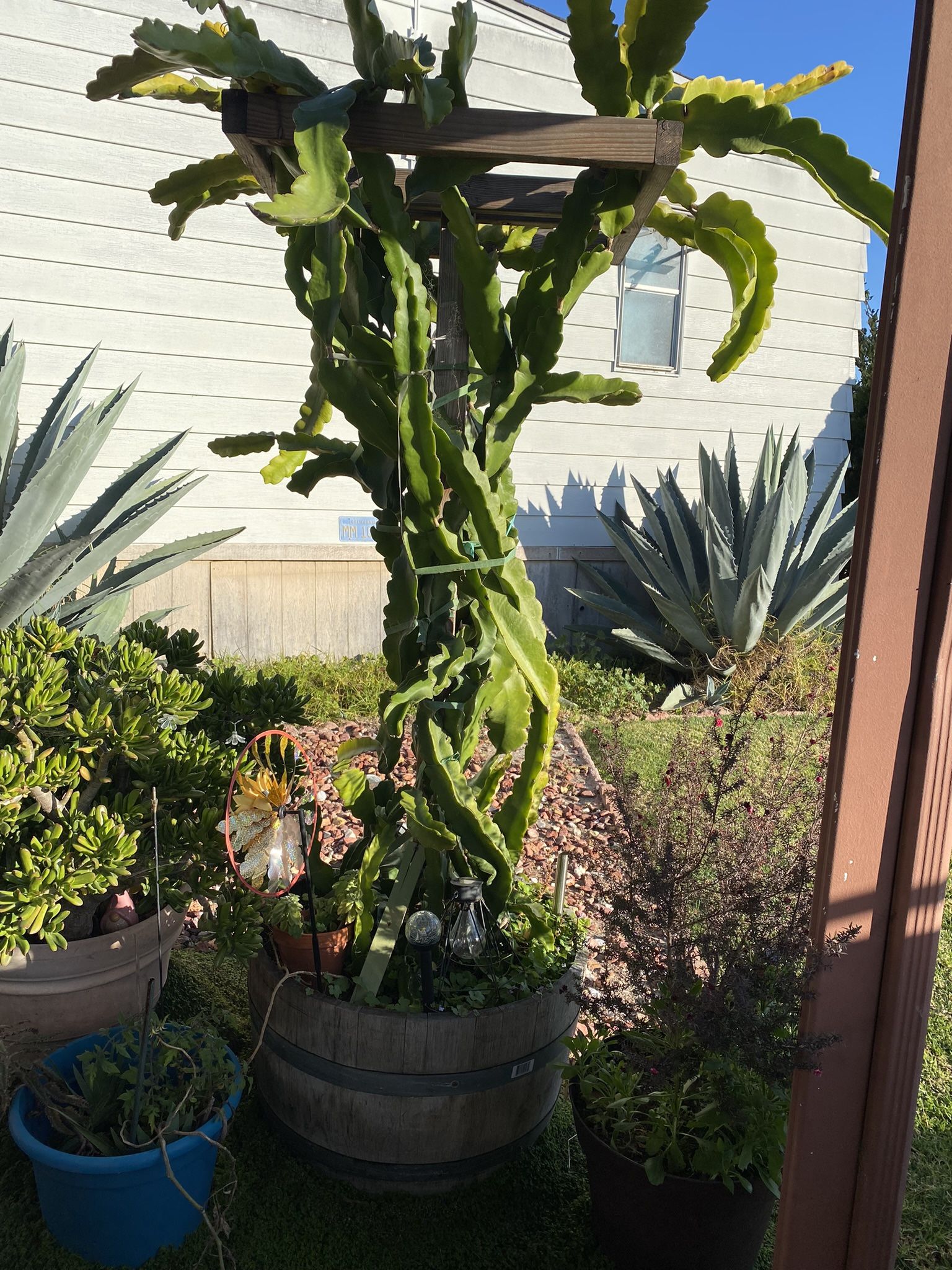 Plants For Sale (liquidation)