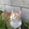 Jasmine