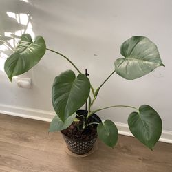 Monstera Deliciosa 