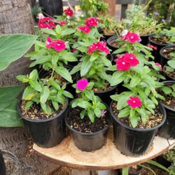 Vinca Plant