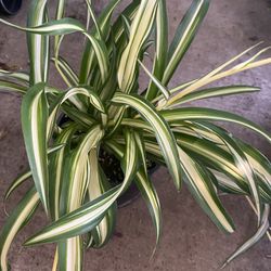 Spider House Shade Plant, In 1 Gallon Pot Pick Up Only