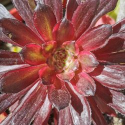 So hot varigated aeonium 'Mardi Gras'  succulent Collection 8" only 1 hurry buy