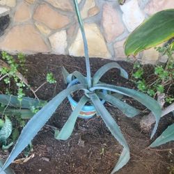 Blue Agave Drought Tolerance Plant