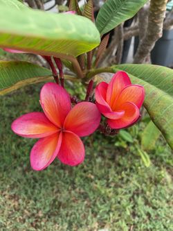 Plumeria cutting sale!!! Probably last of the year. Many colors and sizes. Come by and get yours to be ready for next year prices start at $10. Go up 