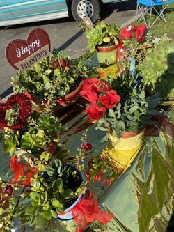 Succulents Arrangements and Gifts Set