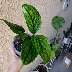Small Monstera Peru Plant $25