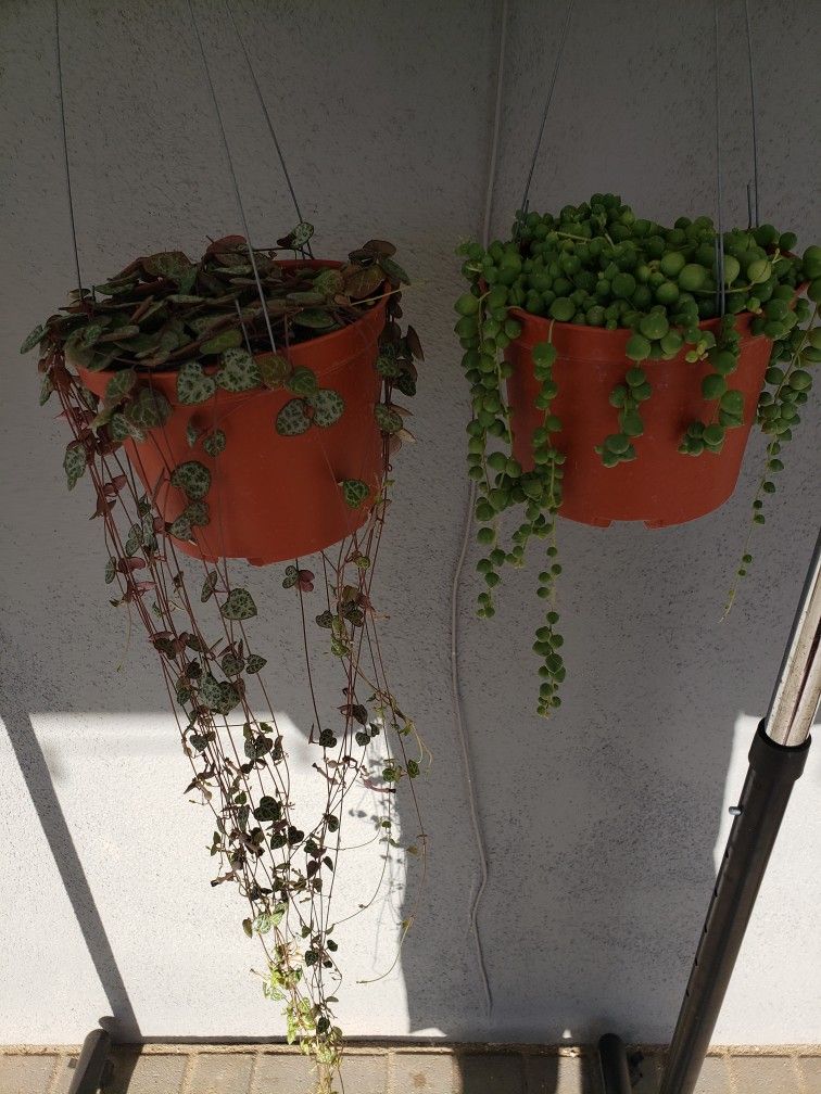 2 Trailing Succulent Houseplants Potted in 6 inch Hanging Pots String of Hearts and String of Pearls