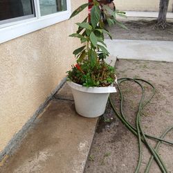 MASETA AGUACATES 2 POR