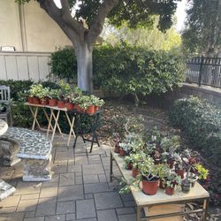 🪴🌱🌵 MOVING OUT PLANTS SALE! 🪴🌵🌱