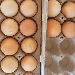 Fresh Eggs