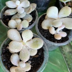 Moonstone Succulent Cuttings 