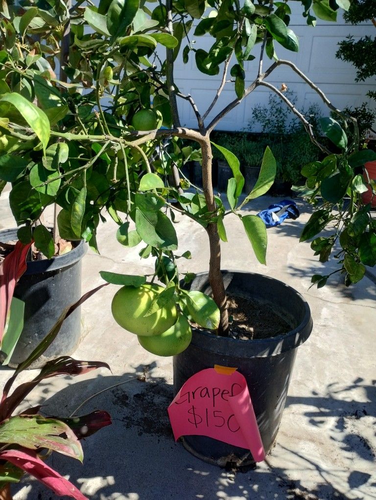 Fruit Trees And Plants