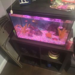 25 Gallon Fish Tank With Light And Filter 
