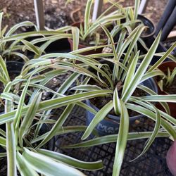 Spider Plants