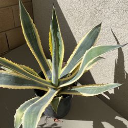 Vera gated agave