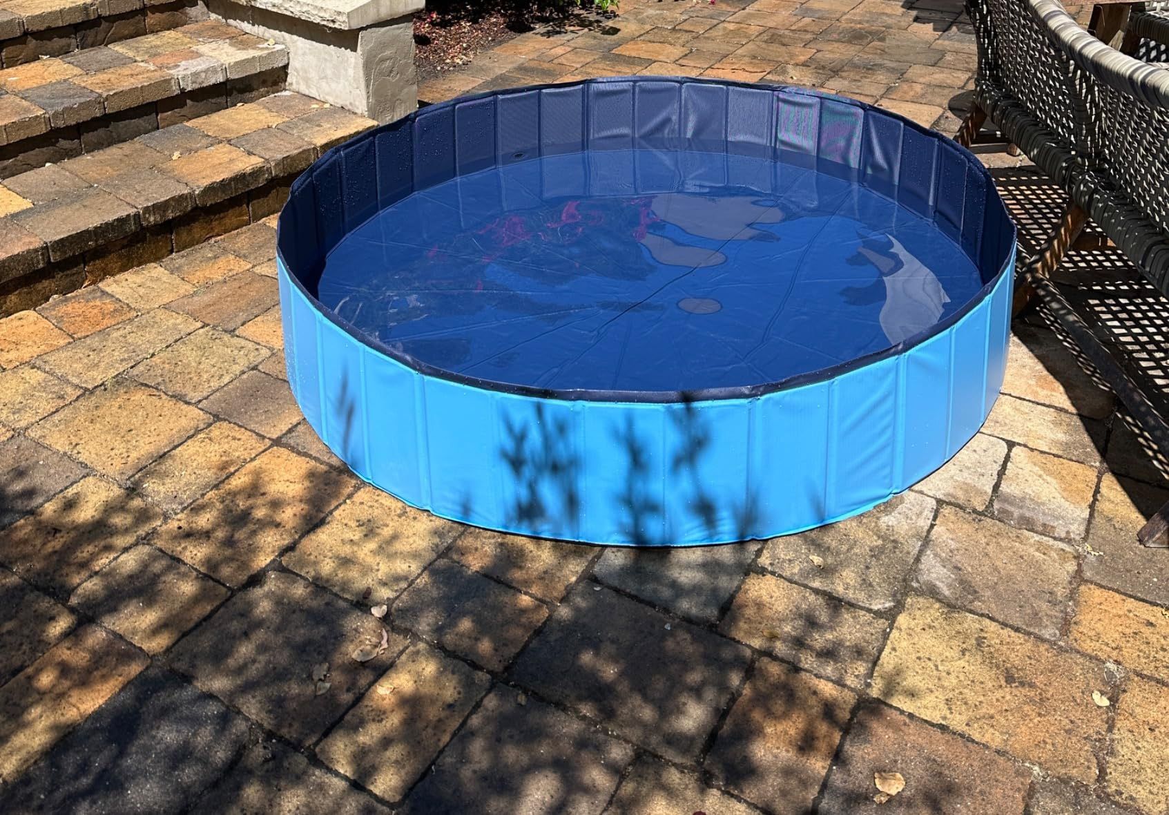 New Dog Pool