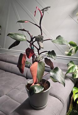 Philodendron Pink Princess