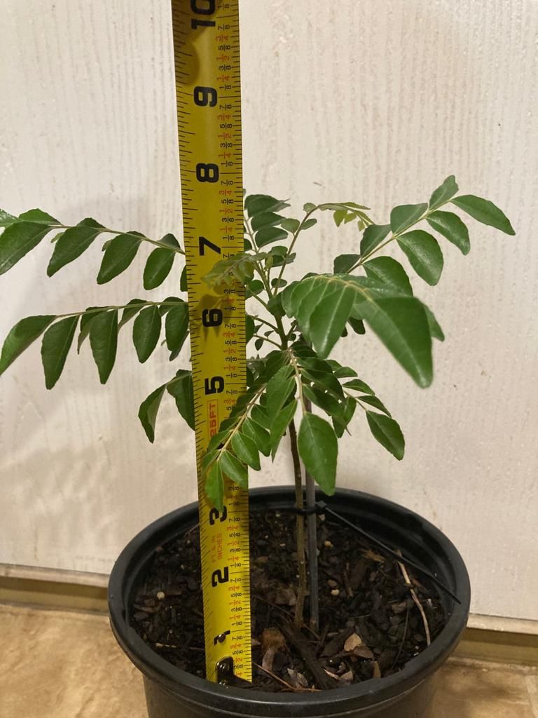 Indian curry leaves plant (Murraya koenigii) 6-7 inch