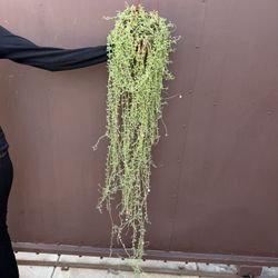 Xl String Of Dolphins In 6” Pot 