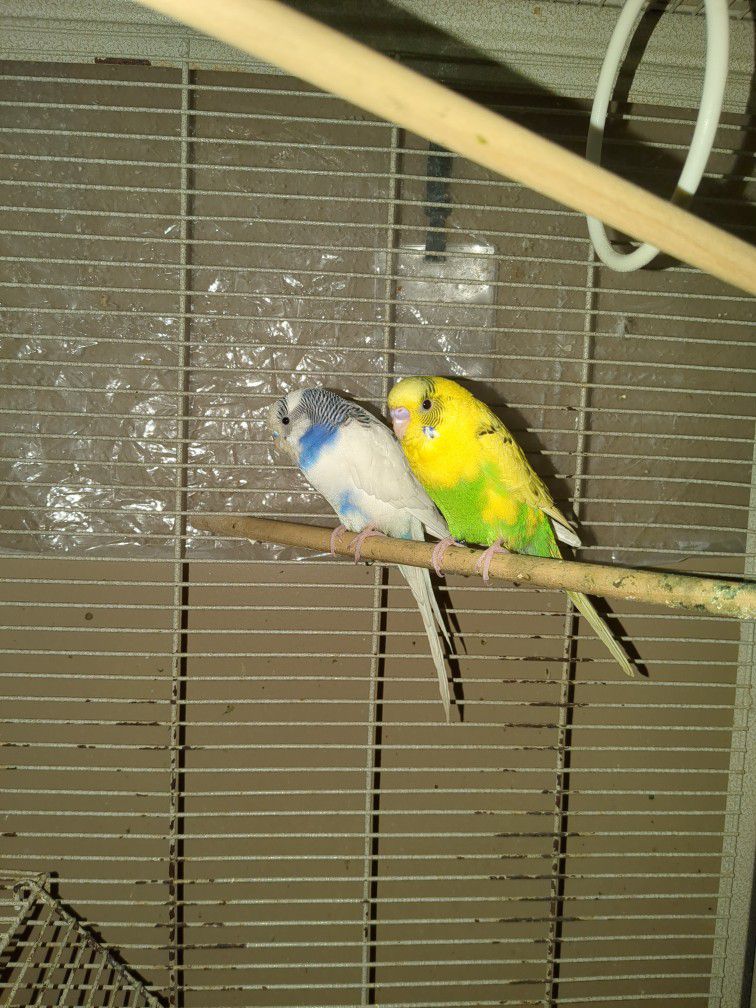 Two Parakeets And Cage With Accessories