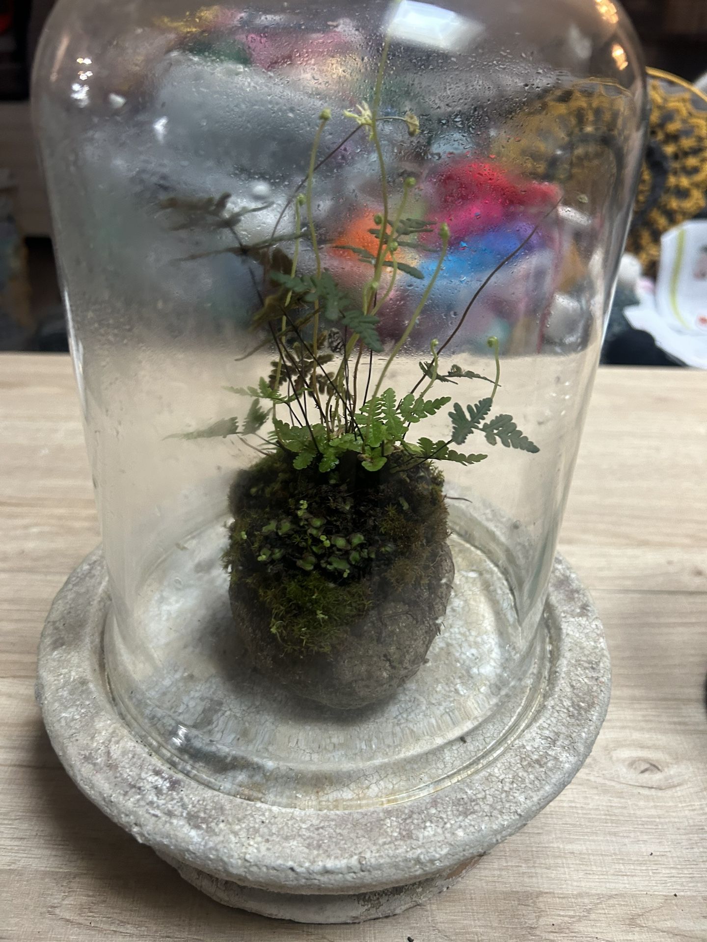 Not Cal Native Terrariums