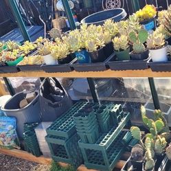Various Garden Plants And Succulents 