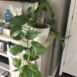 Golden Pothos