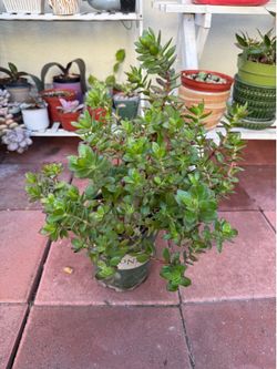 Crassula  jade plant