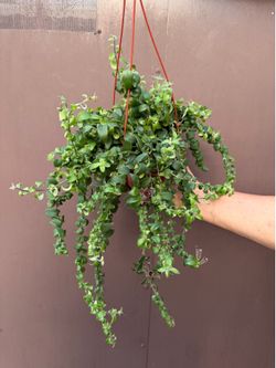 6” xl curly lipstick plant