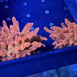 WWC Hawaiian Punch Decoration 