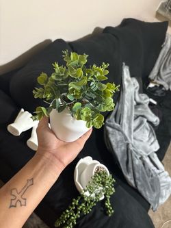 plants