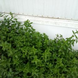 Peppermint Plants Galore 