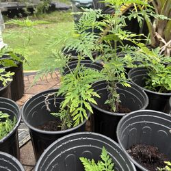 Fr🌿 Herbal tea for digestion and stomach pain 	•	🌿 Menstrual support (cramps, cycle regulation) 	•	🌿 Relaxation and sleep 	•	🌿 Spiritual baths or 