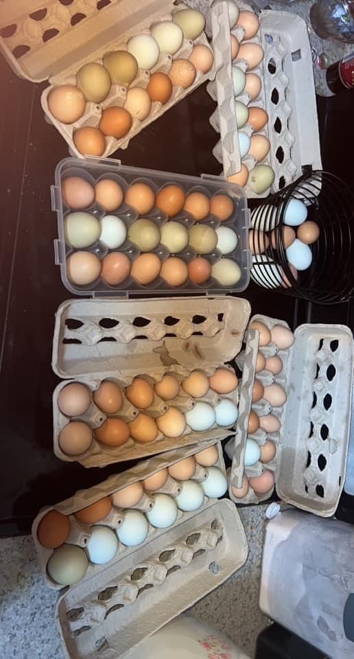 Fresh Free Rang Eggs